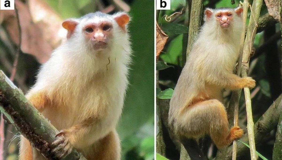 Ученые открыли новый вид обезьян в лесах Амазонии: фото