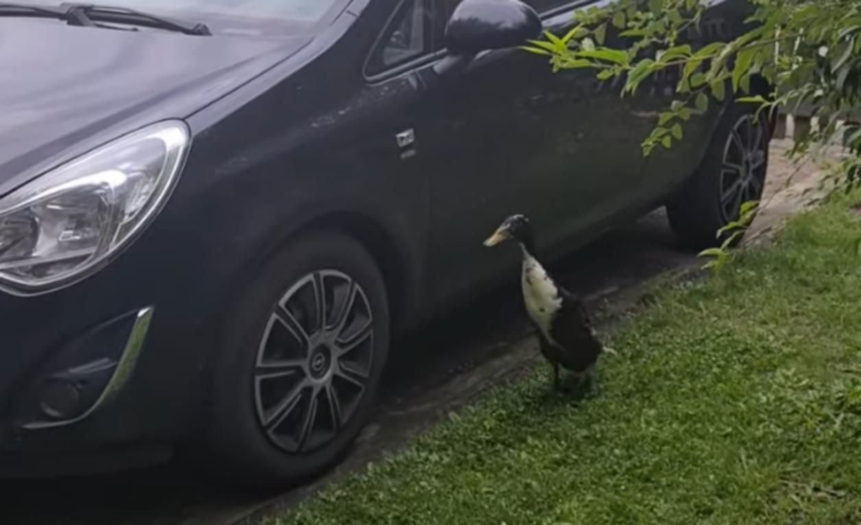 Відео дня: качка намотує кола біля припаркованого авто - Pets