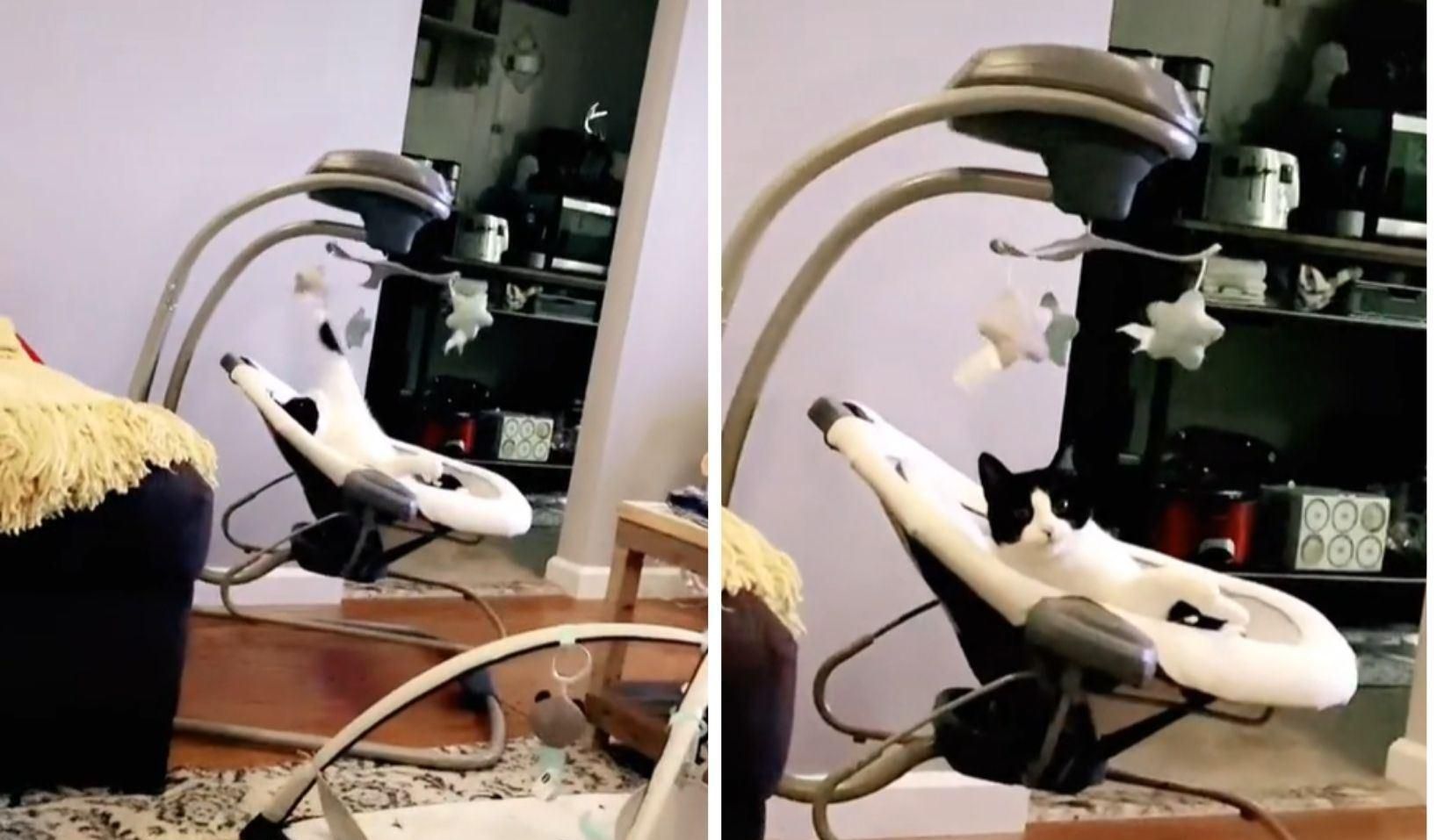 Младенец с хвостом: кот залез в детское кресло и попал на вирусное видео - Pets Младенец с хвостом: кот залез в детское кресло и попал на вирусное видео - Pets