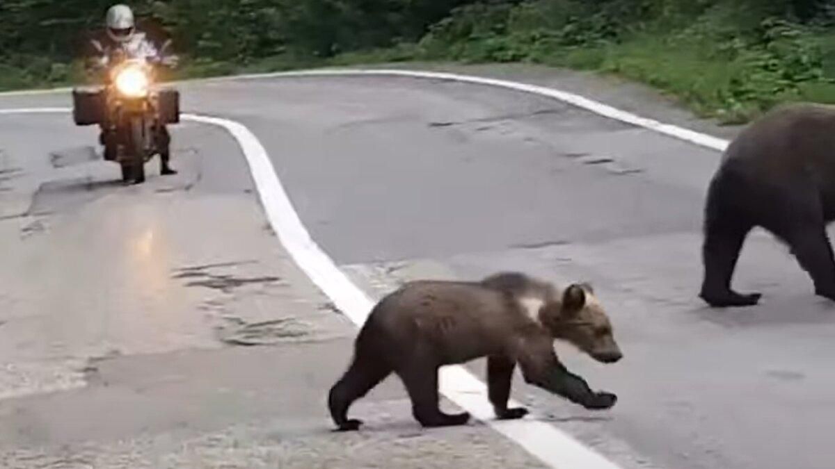 Ведмеді вийшли на дорогу в Карпатах: вражаюче відео з Румунії - Pets