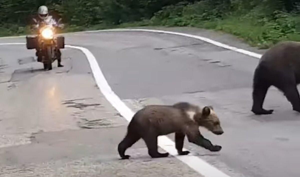 Медведи вышли на дорогу в Карпатах: впечатляющее видео из Румынии - Pets Медведи вышли на дорогу в Карпатах: впечатляющее видео из Румынии - Pets