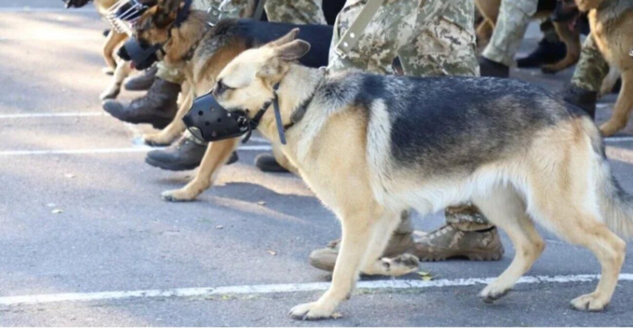 Почему в параде ко Дню Независимости примут участие только овчарки - Pets Почему в параде ко Дню Независимости примут участие только овчарки - Pets