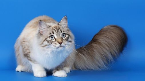 Чем особенны коти-"оборванцы": характеристика и описание породы рагамаффин