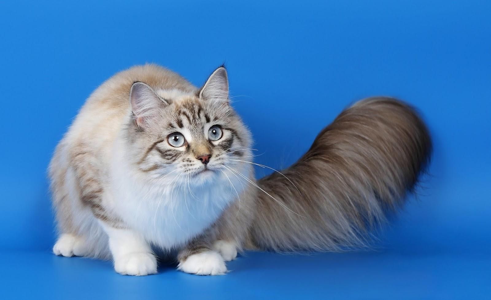 Порода рагамаффин: характеристика и описание породы кошек