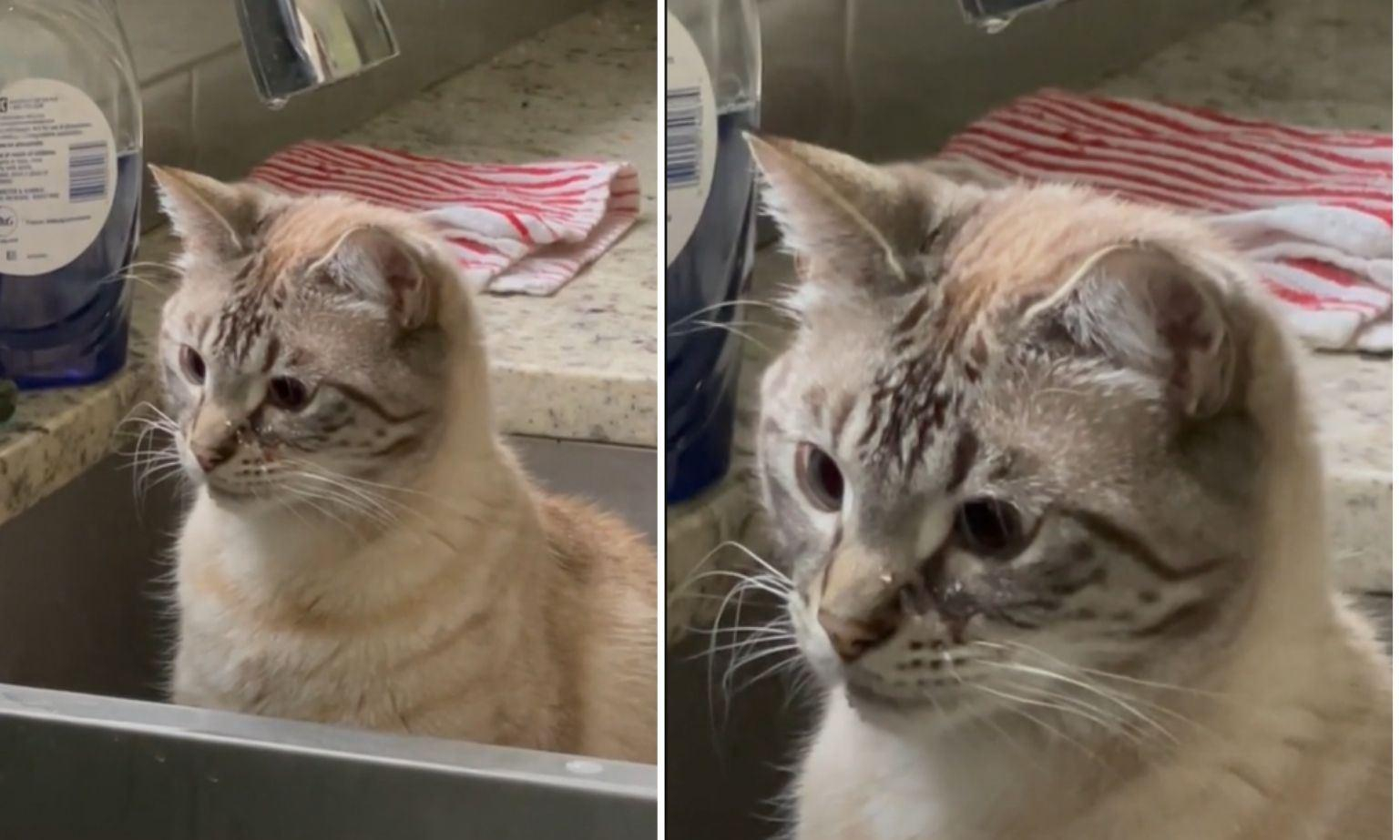 Кіт задивився, як крапає вода: кумедне відео підкорює тікток - Pets
