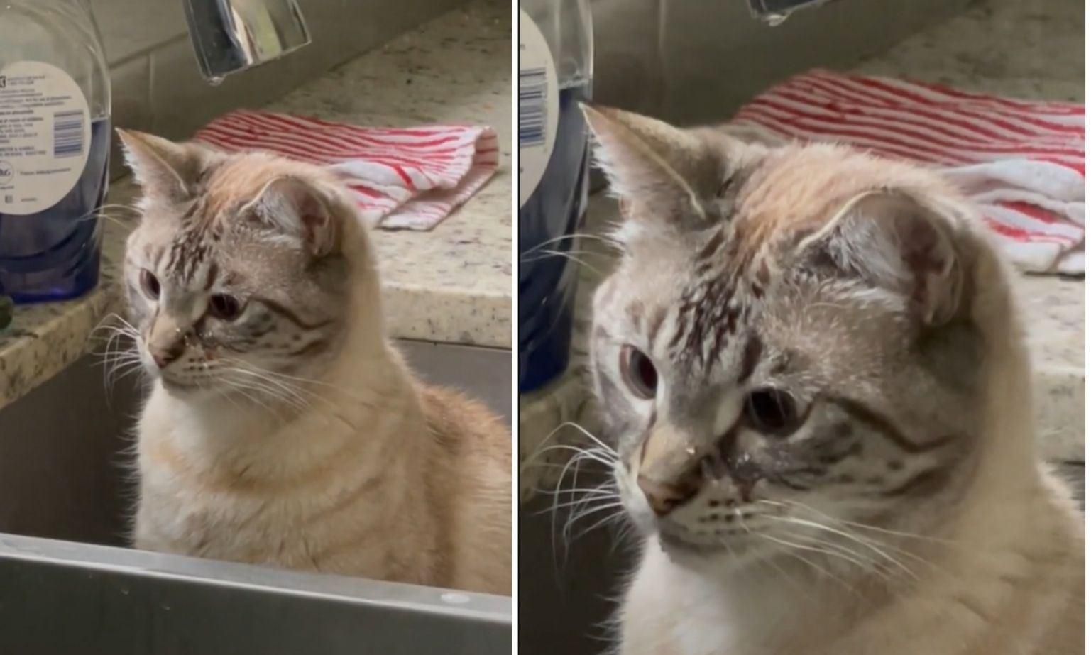 Кіт задивився, як крапає вода: кумедне відео підкорює тікток - Pets Кіт задивився, як крапає вода: кумедне відео підкорює тікток - Pets