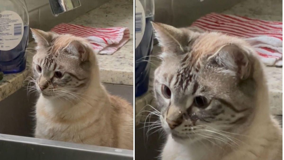 Кот засмотрелся, как капает вода: смешное видео покоряет тикток - Pets