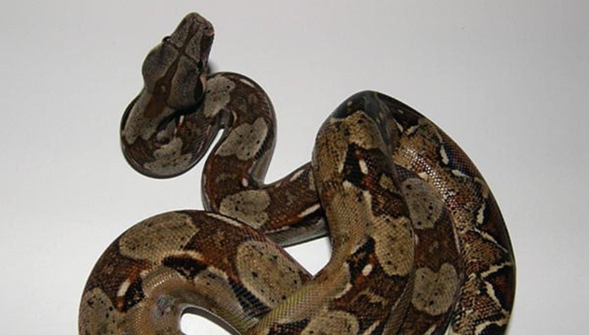 У Києві на прогулянці загубили 2-метрову змію: обіцяють винагороду - Новини Київ - Pets У Києві на прогулянці загубили 2-метрову змію: обіцяють винагороду - Новини Київ - Pets