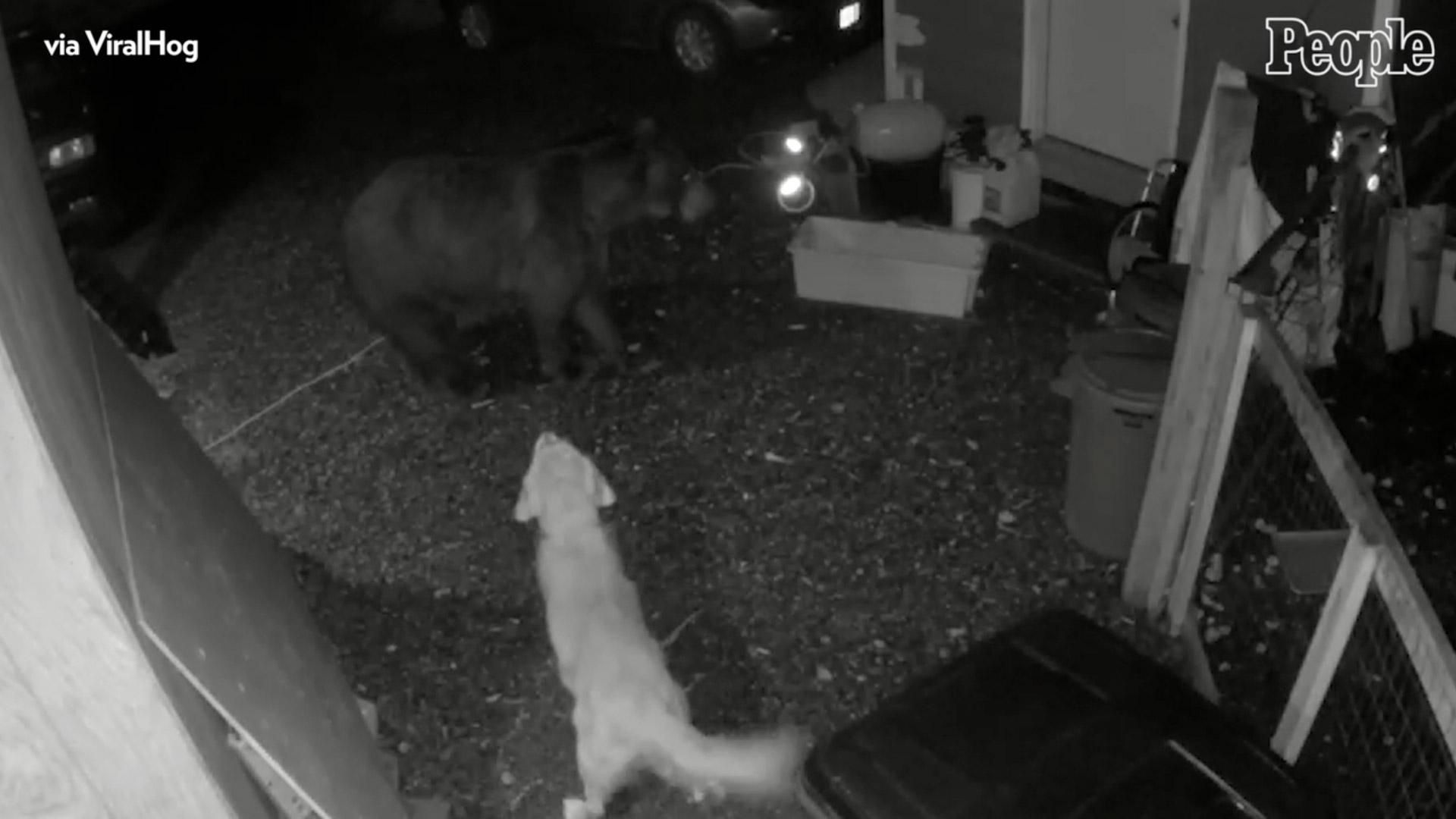 Собака защитила владельцев от гигантского медведя: впечатляющее видео - Pets Собака защитила владельцев от гигантского медведя: впечатляющее видео - Pets