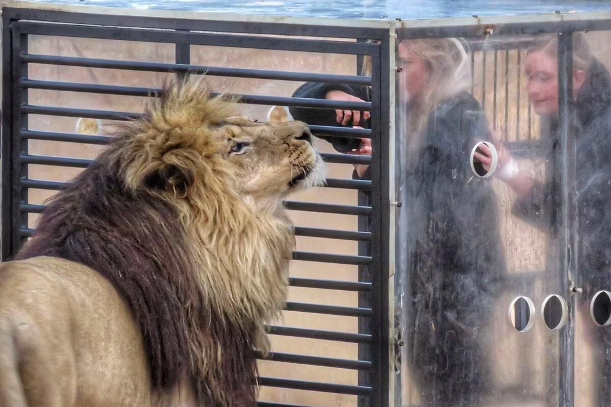 Зоопарк навпаки: у Південній Африці леви стрибають на клітку з туристами – епічні фото, відео - Pets