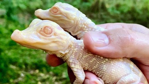 В зоопарке США родилась пара редких аллигаторов-альбиносов: милые фото, видео