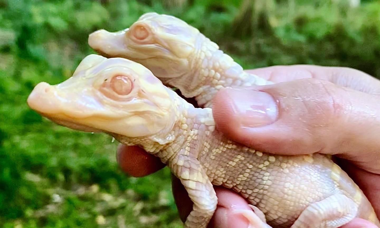 В зоопарке США родилась пара редких аллигаторов-альбиносов: милые фото, видео