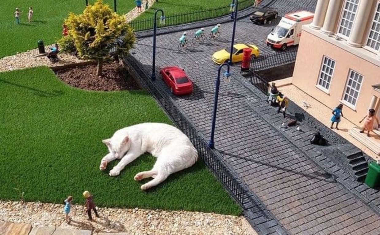 Кіт заснув на галявині музею мініатюр і став мемом - Pets Кіт заснув на галявині музею мініатюр і став мемом - Pets