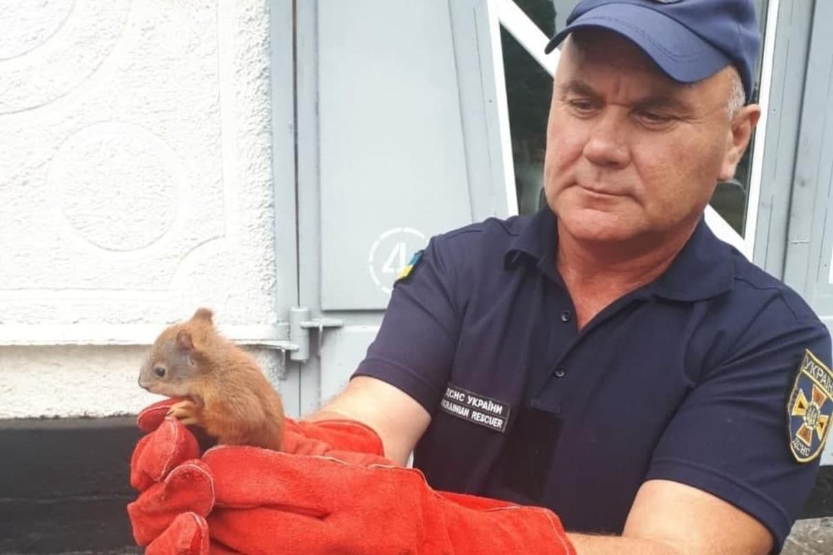 В пожарной части на Киевщине живет бельчонок: самое милое видео дня - Новости Киев - Pets