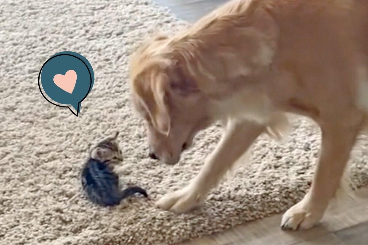 Ретривер зустрів крихітне кошеня: щемливе відео, що підкорює мережу - Pets Ретривер зустрів крихітне кошеня: щемливе відео, що підкорює мережу - Pets