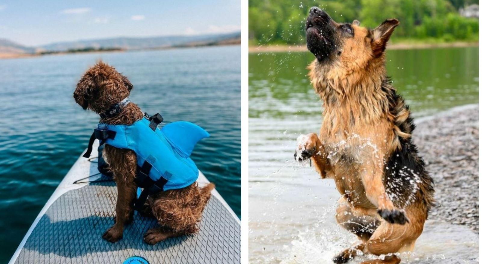 Наслаждаются последними днями лета: 10 милых фото собак на отдыхе - Pets Наслаждаются последними днями лета: 10 милых фото собак на отдыхе - Pets