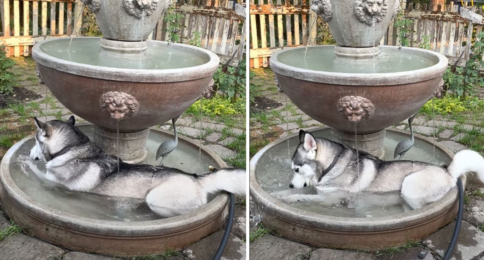 Через спеку хаскі заліз у фонтан: кумедне відео, що підіймає настрій - Pets