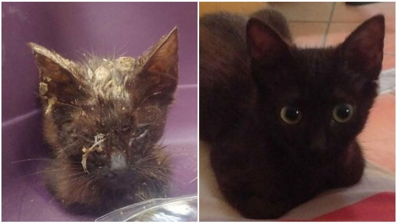 Ко Дню бездомных животных: впечатляющие преобразования "до – после" - Pets Ко Дню бездомных животных: впечатляющие преобразования "до – после" - Pets