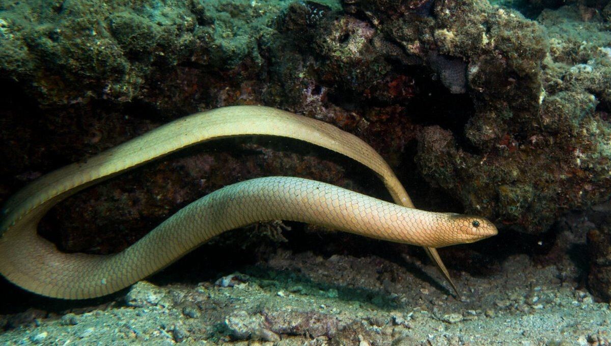 Вчені пояснили, чому морські змії переслідують людей у воді: до чого тут кохання - Pets