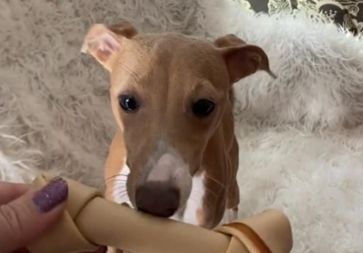 Песик отримав улюблені ласощі і станцював тектонік: вірусне відео - Pets Песик отримав улюблені ласощі і станцював тектонік: вірусне відео - Pets