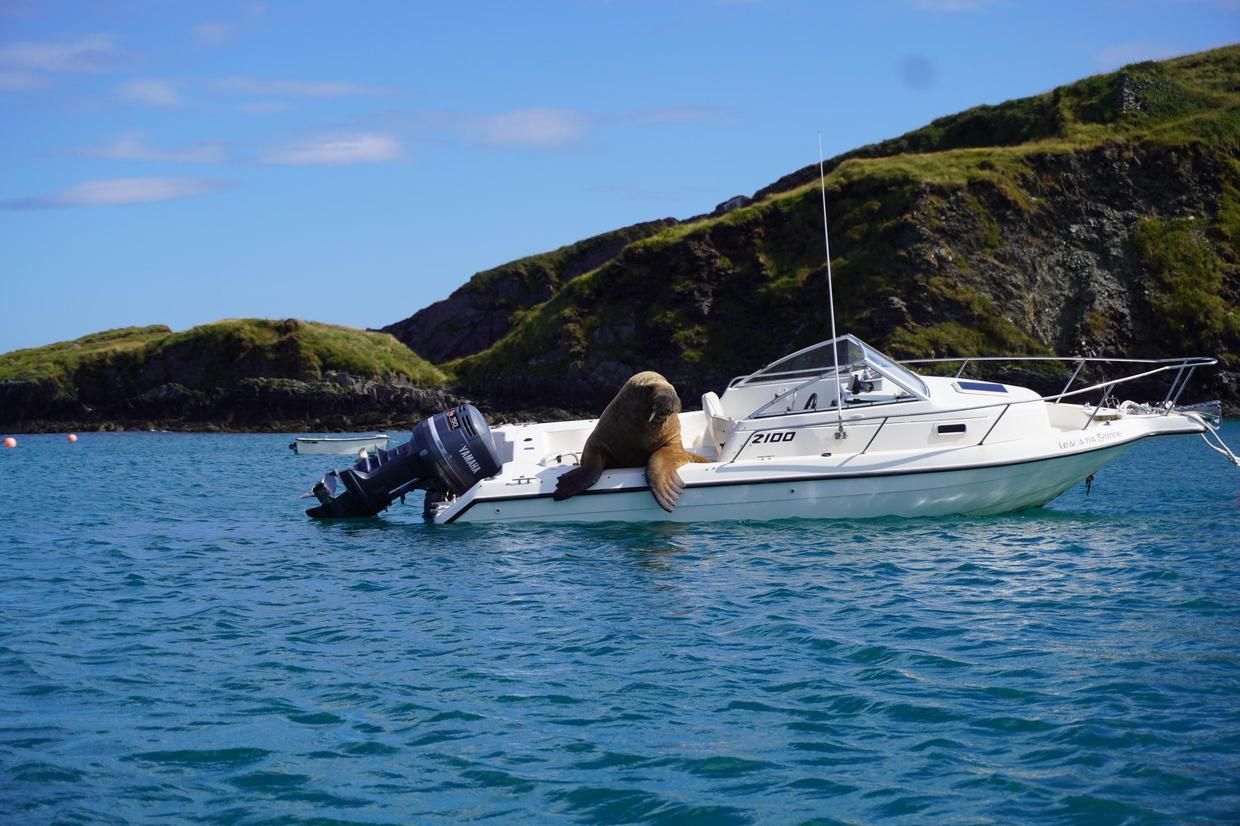Відпочиває краще за людей: морж-мандрівник Воллі орендує човни в Ірландії - Pets