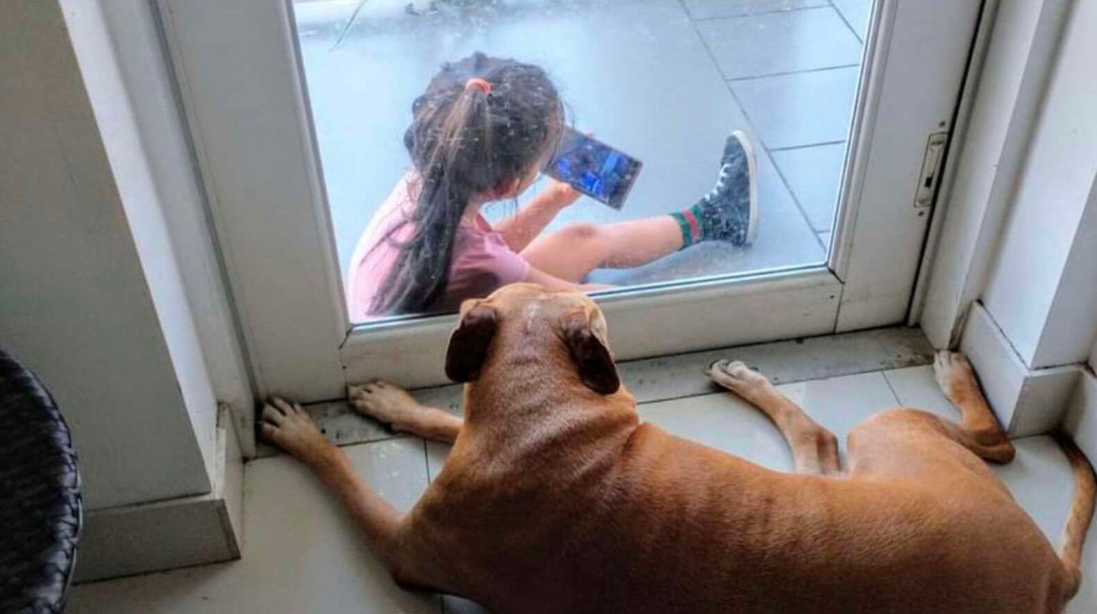 Зворушлива дружба крізь скло: маленька дівчинка прийшла, щоб посидіти зі старим собакою - Pets