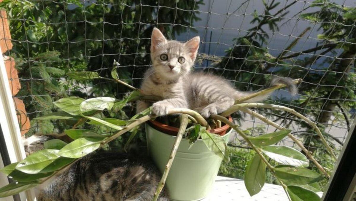 Хвостаті хулігани: 10 улюбленців, яким усе сходить з лап – курйозні фото - Pets Хвостаті хулігани: 10 улюбленців, яким усе сходить з лап – курйозні фото - Pets