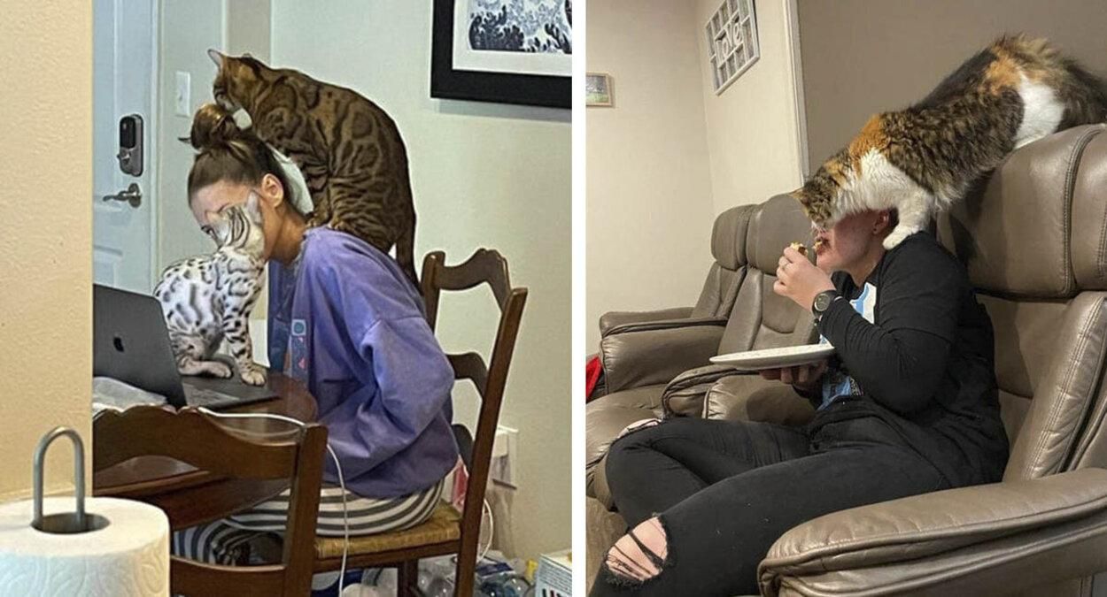 Забудьте про особистий простір: кумедні фото дуже нахабних котиків - Pets Забудьте про особистий простір: кумедні фото дуже нахабних котиків - Pets