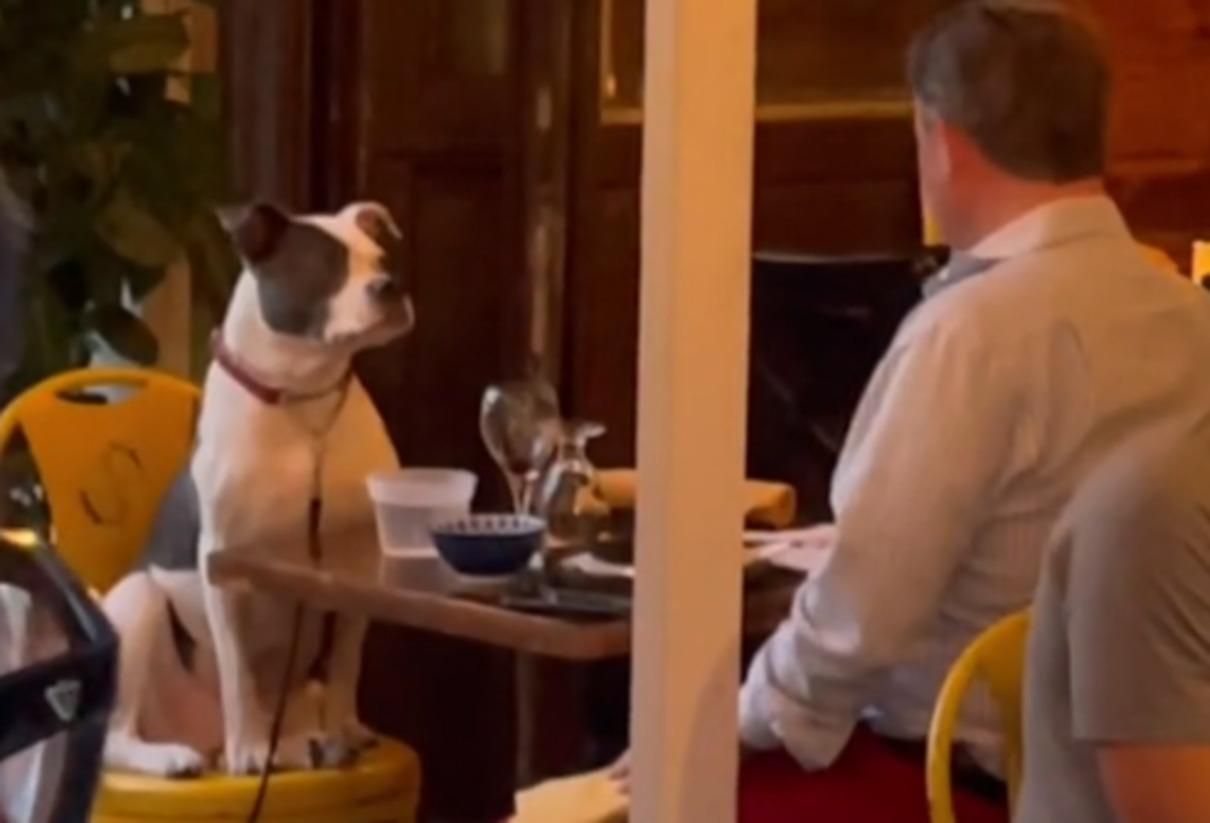 Мужчина взял на ужин в ресторан свою собачку и растрогал сеть - Pets