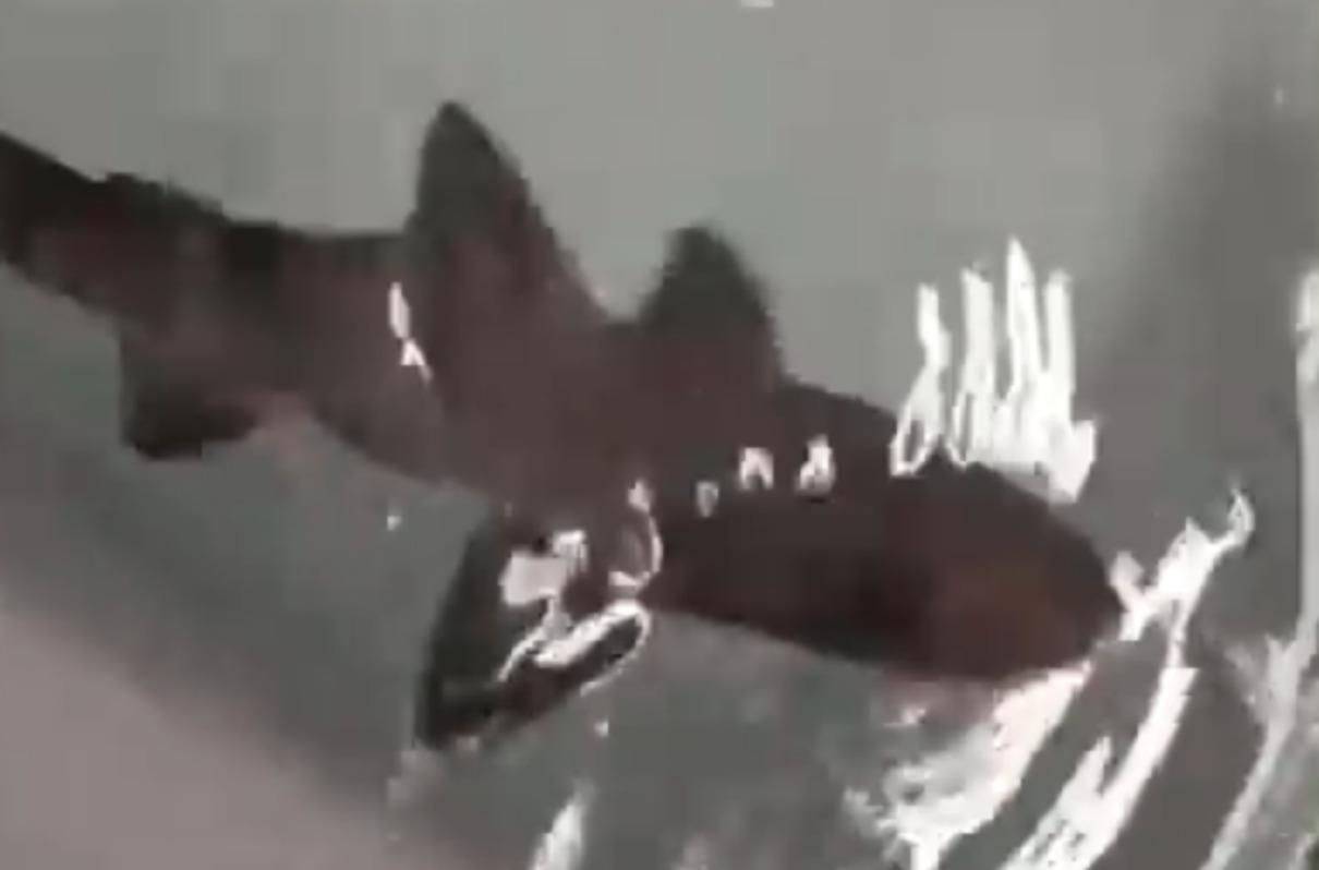 Дивовижне народження: акуленя народилося без участі самця - Pets Дивовижне народження: акуленя народилося без участі самця - Pets