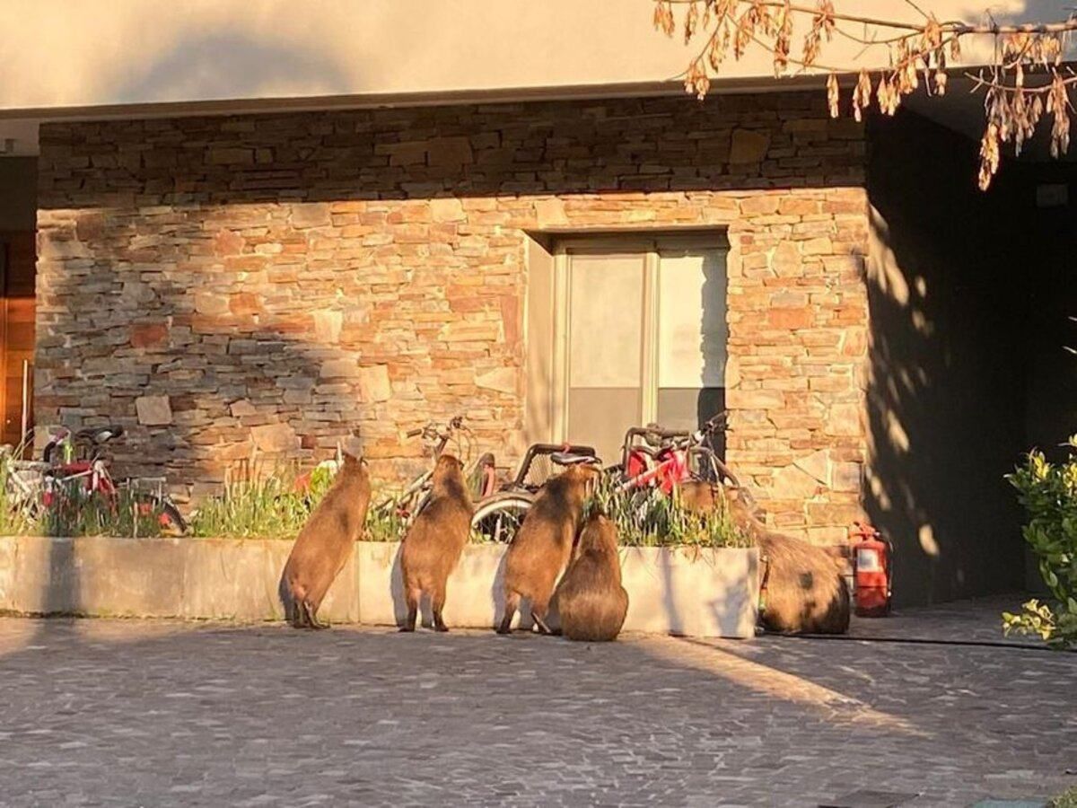 Окупували село, роблять ДТП та кусають собак: чому капібари хуліганять в Аргентині - Pets Окупували село, роблять ДТП та кусають собак: чому капібари хуліганять в Аргентині - Pets