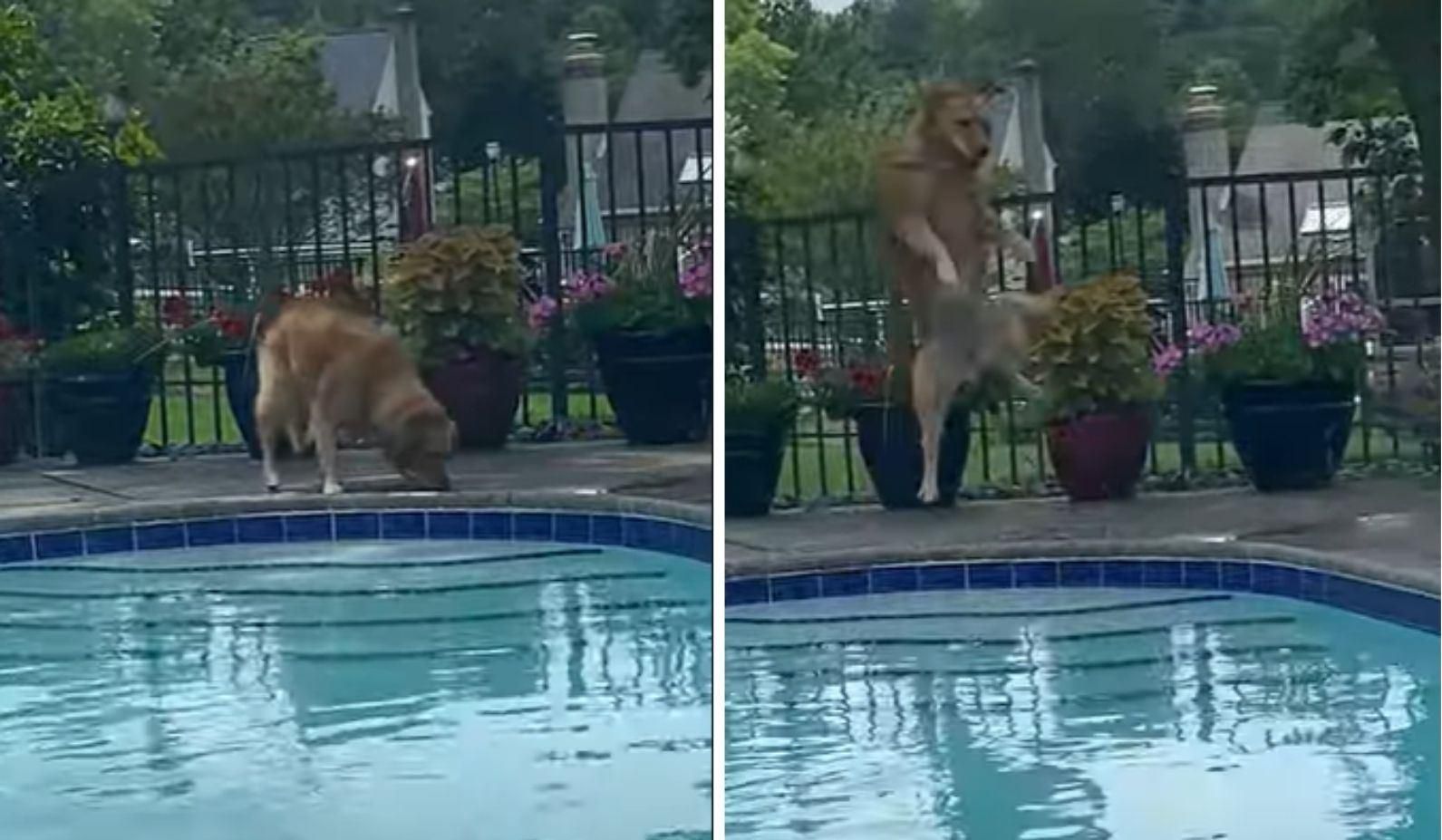 Ретривер испугался лягушки и подлетел: забавную реакцию сняли на видео - Pets Ретривер испугался лягушки и подлетел: забавную реакцию сняли на видео - Pets