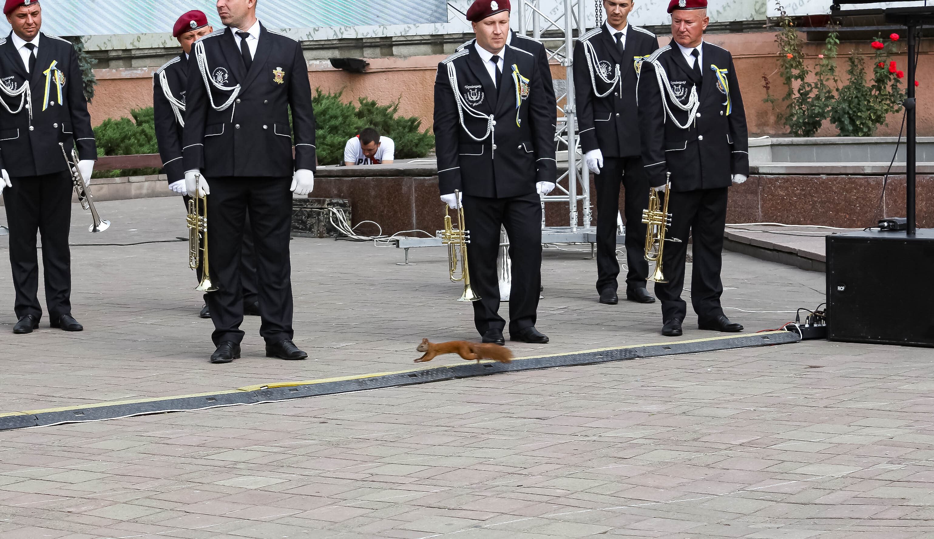 Розбавила офіціоз: на День Незалежності у Чернівцях на Центральну площу вибігла білочка - Новини Чернівці - Pets Розбавила офіціоз: на День Незалежності у Чернівцях на Центральну площу вибігла білочка - Новини Чернівці - Pets