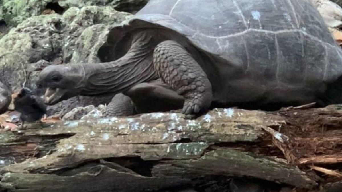 Гігантська черепаха виявилася хижаком: вчені зробили приголомшливе відкриття - Pets