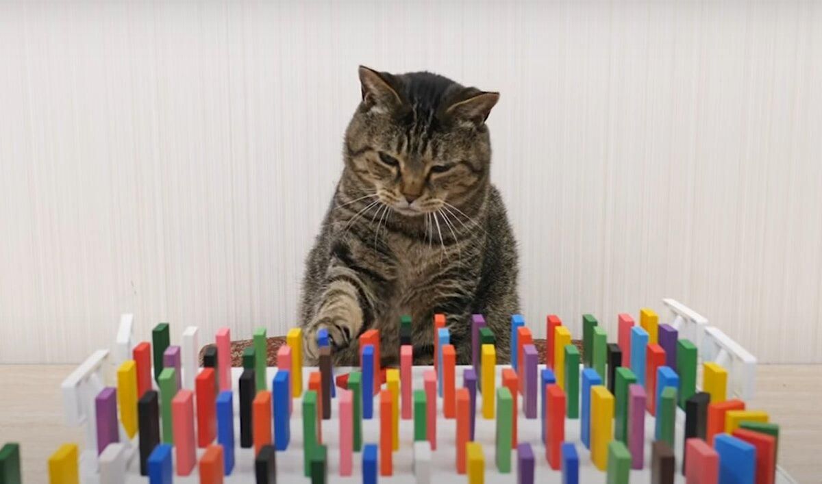 Кошки, которые наблюдают за домино, стали хитом сети: захватывающее видео - Pets Кошки, которые наблюдают за домино, стали хитом сети: захватывающее видео - Pets