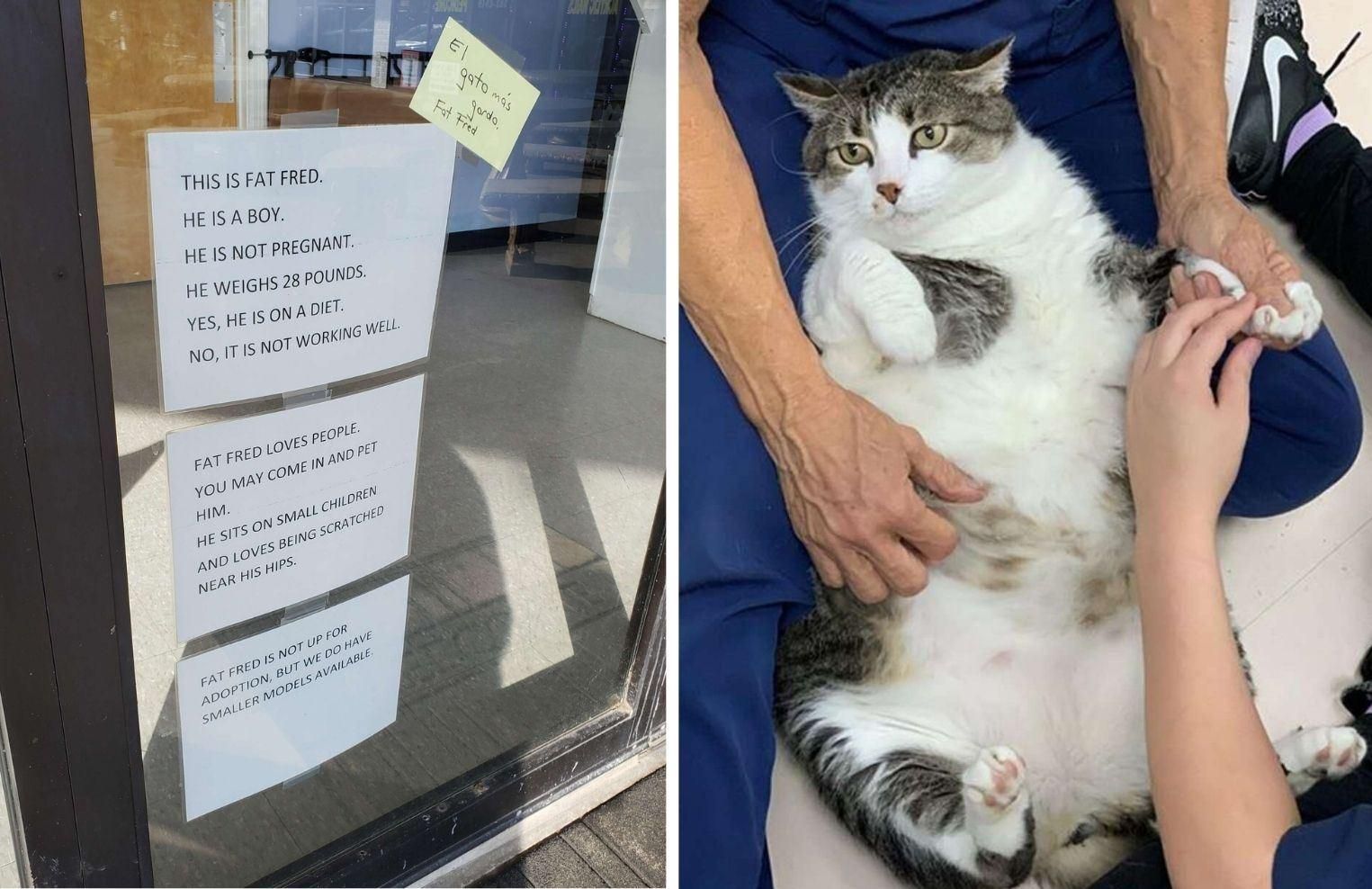 Не вагітний, сидить на дієті: товстий кіт став зіркою лікарні для тварин – курйозні фото - Pets