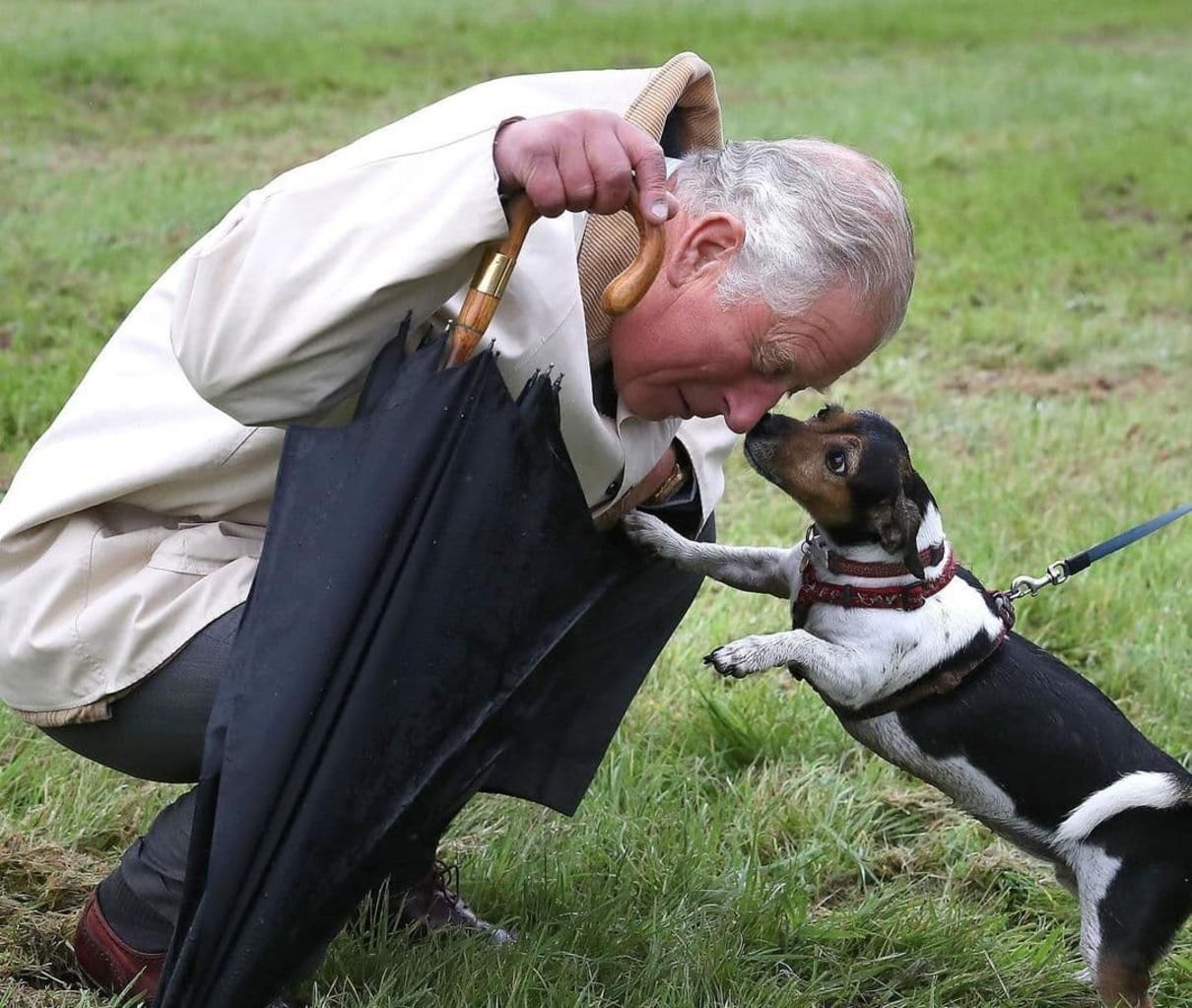 До Міжнародного дня собак: принц Чарльз із дружиною замилували мережу улюбленцями - Pets