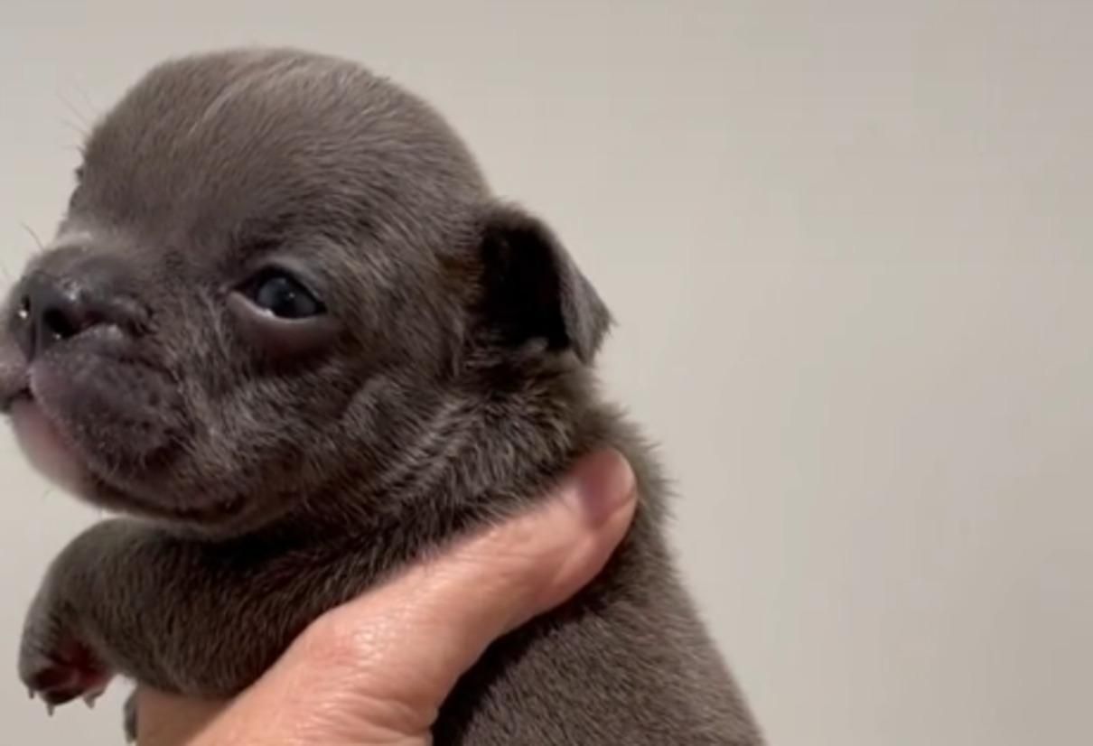 В США родился щенок с 5 лапками: видео и фото необычного песика - Pets В США родился щенок с 5 лапками: видео и фото необычного песика - Pets