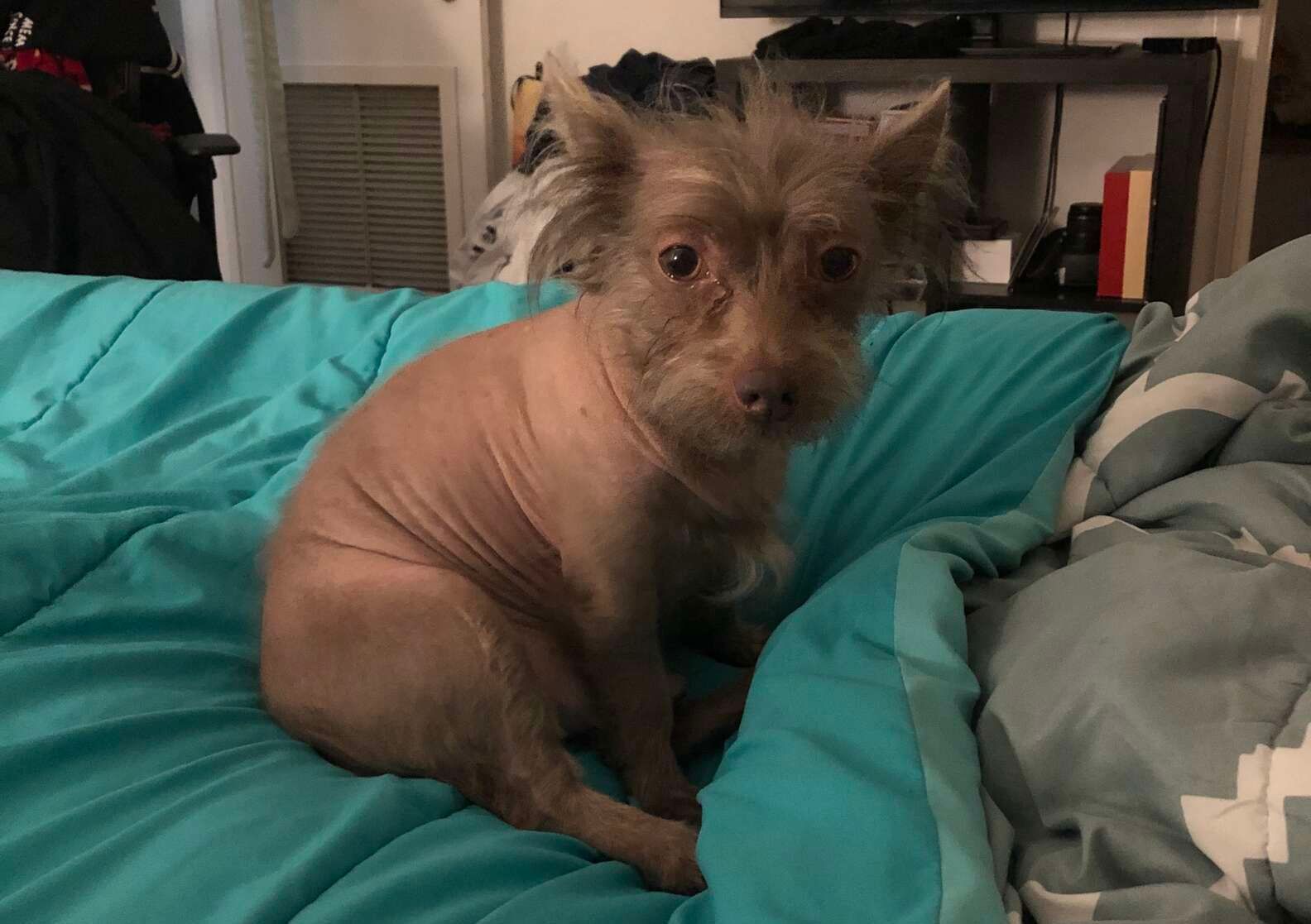 Песика незвичної зовнішності часто плутають із поросям чи перевертнем - Pets Песика незвичної зовнішності часто плутають із поросям чи перевертнем - Pets