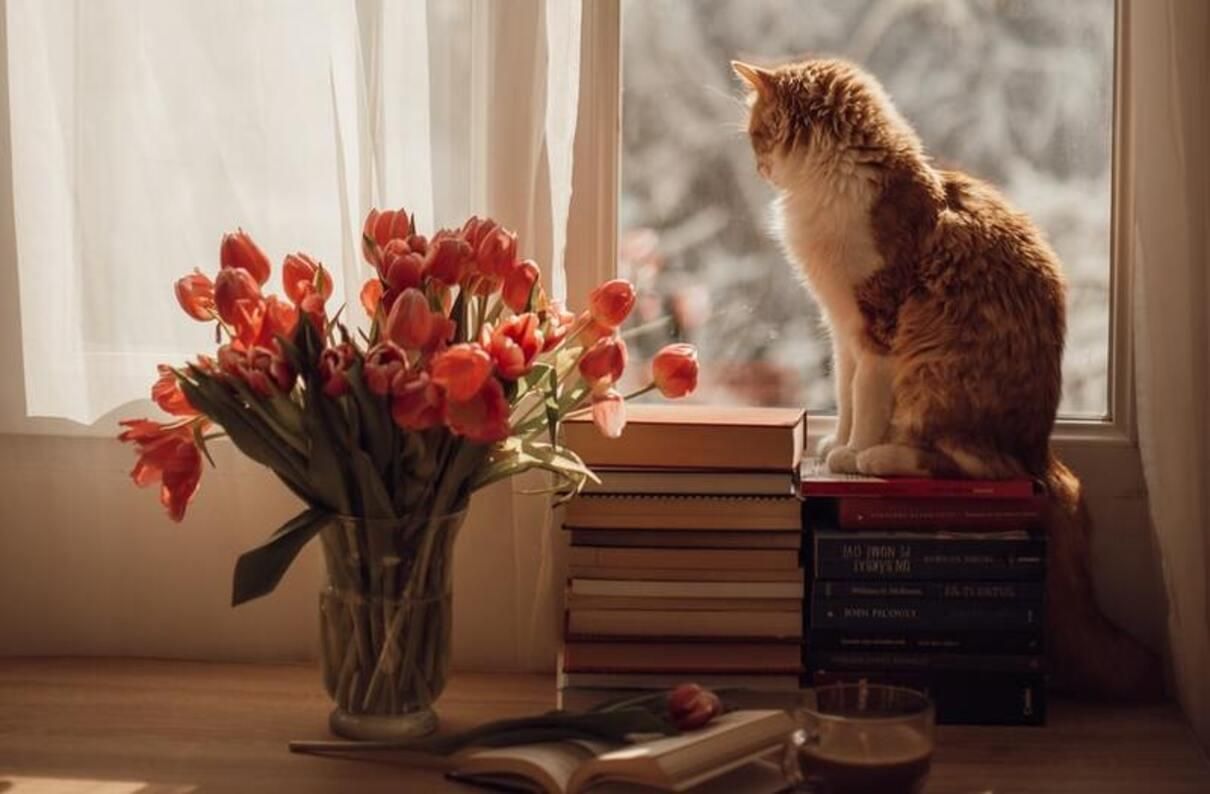 Почему коты любят наблюдать за всем с высоты - Pets Почему коты любят наблюдать за всем с высоты - Pets