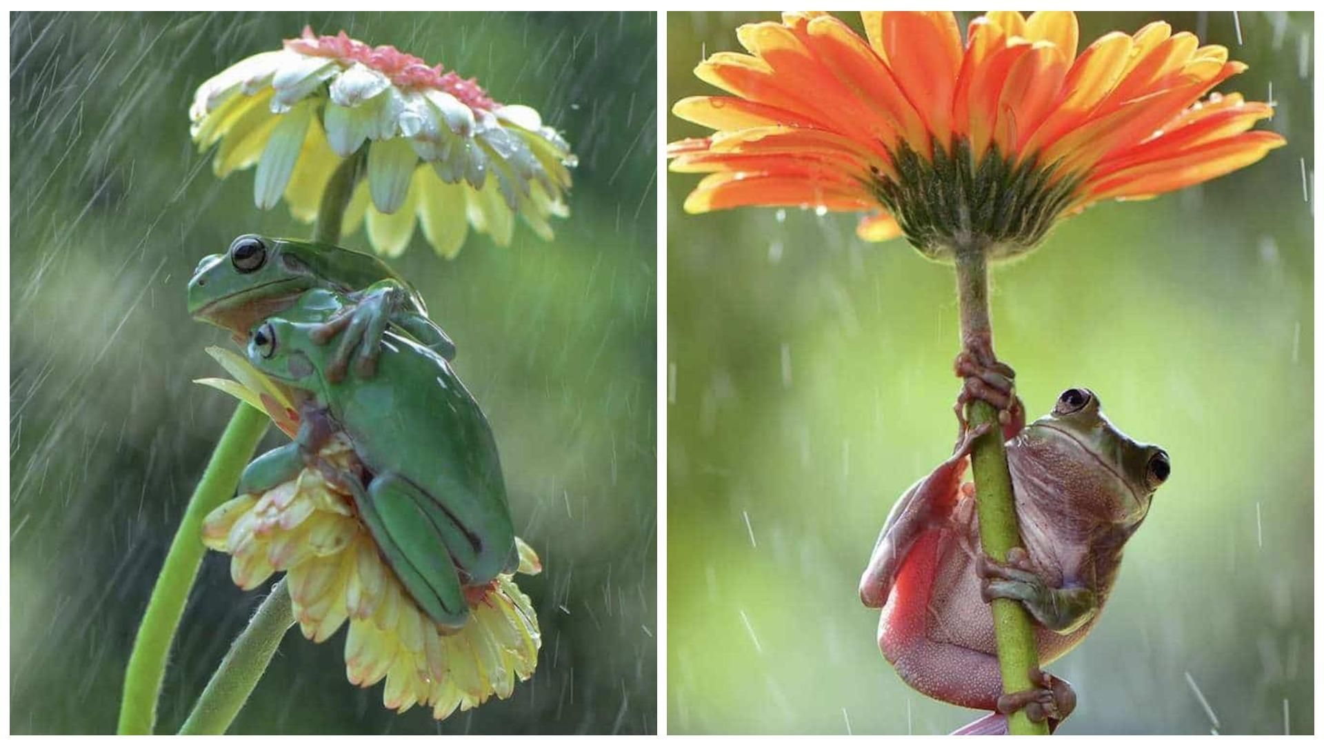 Ютятся и прячутся под цветком: фотограф фиксирует смешные моменты садовых лягушек во время дождя