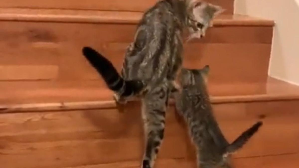 Наймиліше відео дня: мама-киця вчить своїх кошенят долати сходи - Pets