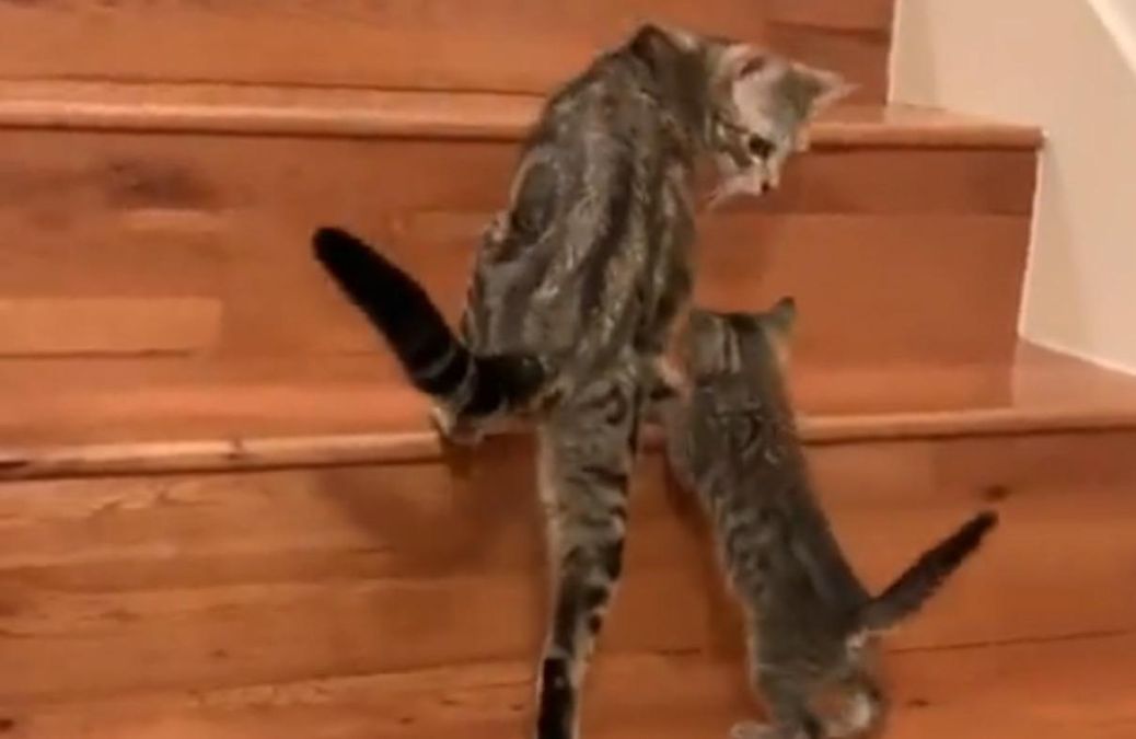 Самое милое видео дня: мама-киса учит своих котят преодолевать лестницу - Pets Самое милое видео дня: мама-киса учит своих котят преодолевать лестницу - Pets