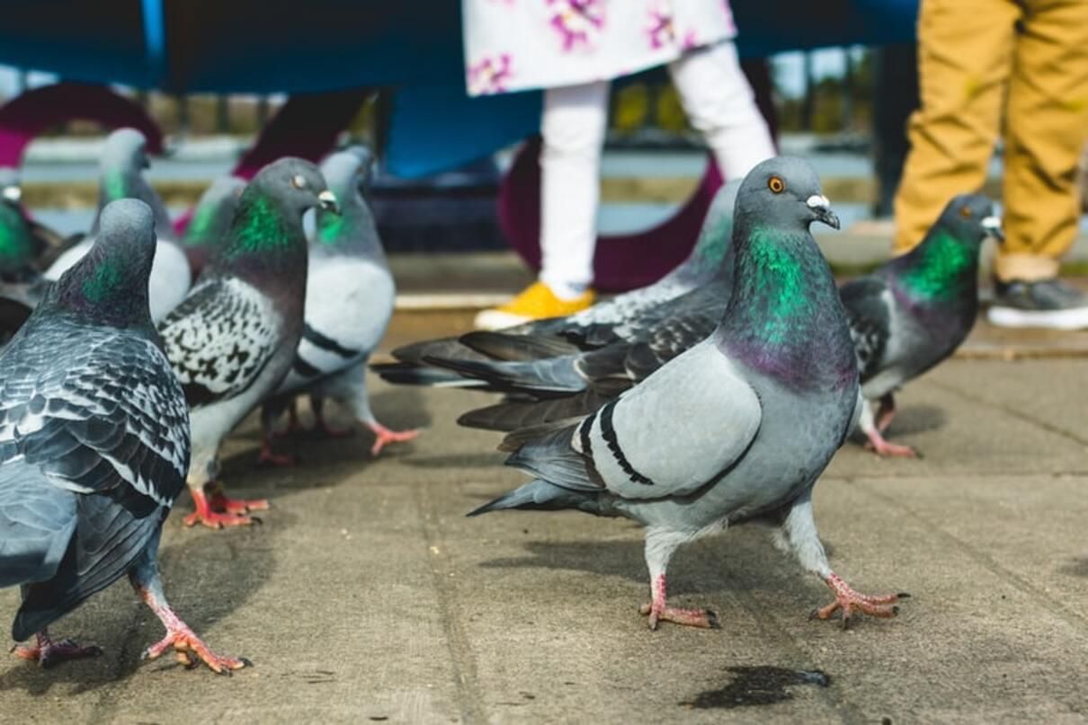 Во всем виноваты голуби: Starlink Илона Маска жалуется на перебои в интернете - Pets
