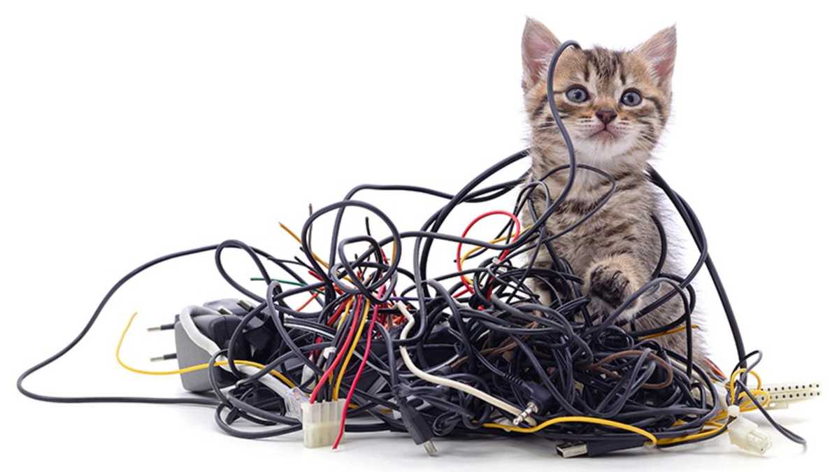 Чому коти гризуть кабелі і дроти та як цьому запобігти - Pets