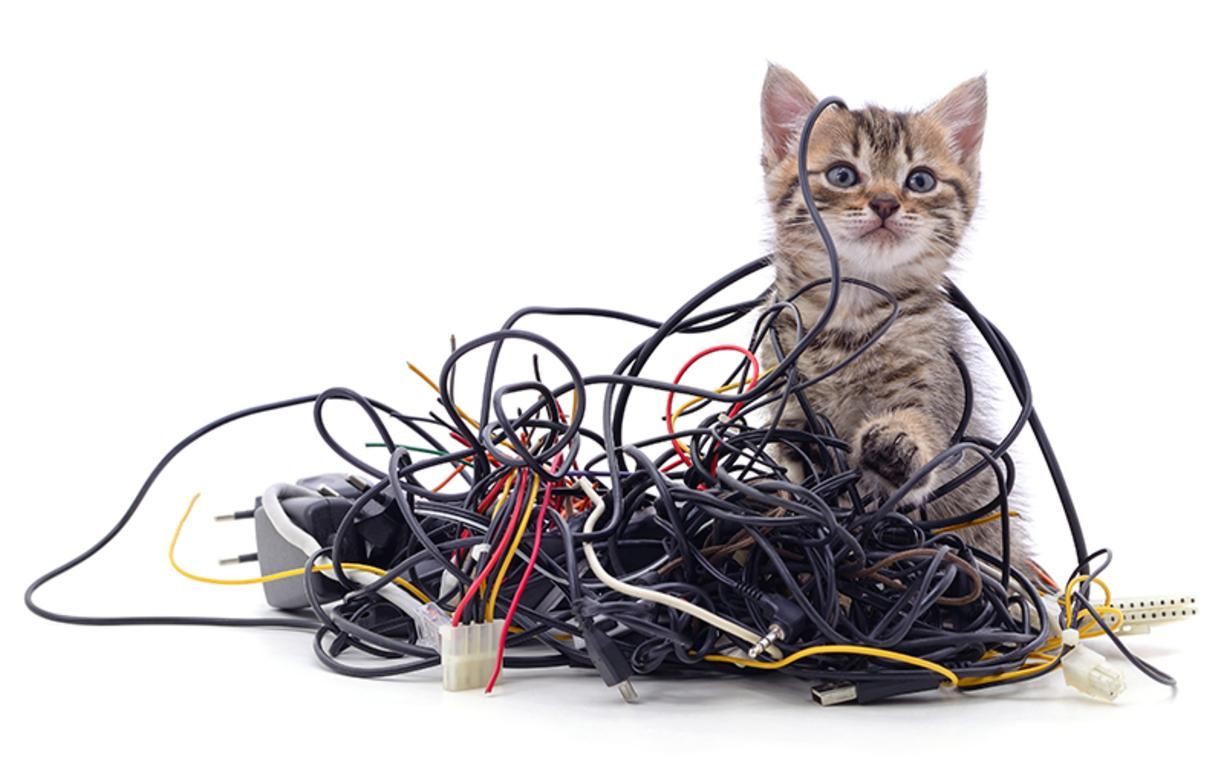 Почему коты грызут кабели и провода и как это предотвратить - Pets