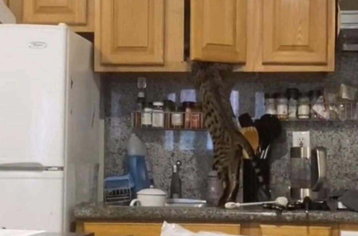 Кіт навчився самостійно діставати корм з шафи: вірусне відео - Pets