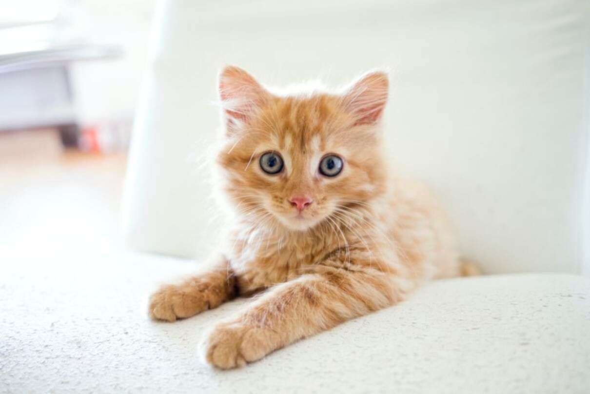 День рудих котів: цікаві факти про рудих котів