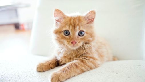 День рыжих котов: интересные факты о мурлыках "апельсинового" цвета