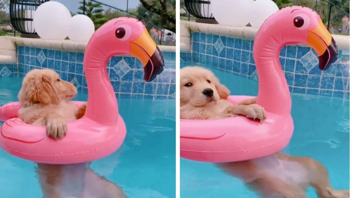 В бассейне с розовым фламинго: вся сеть завидует щенку Райли – милое видео - Pets
